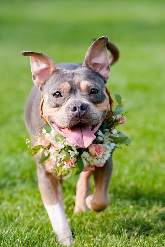 pitbull terrier in flower crown