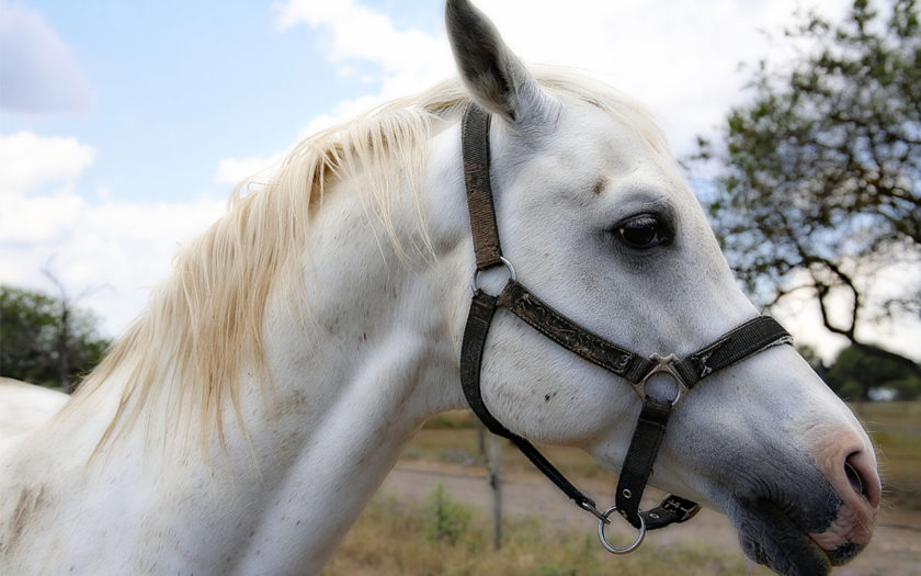 white mare