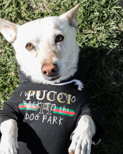 PUCCI DOG PARK HOODIE | DOG CLOTHING
